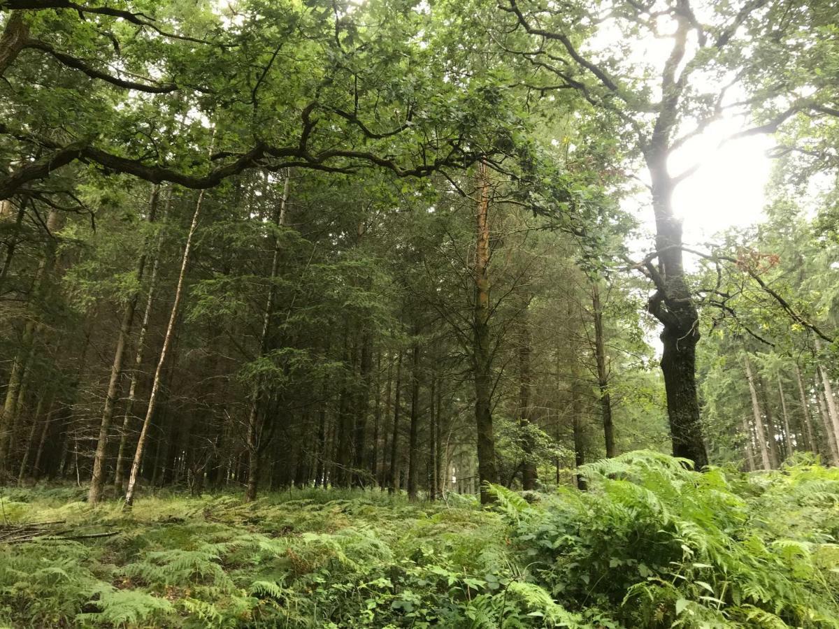 Old Co Op House -Forest Of Dean Bream Luaran gambar